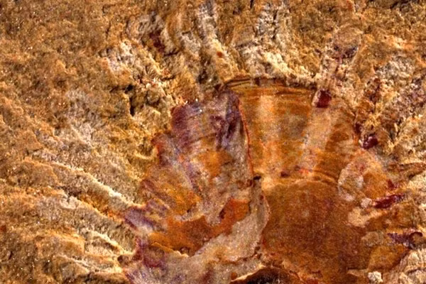 Phát hiện ký sinh trùng trong hóa thạch 512 triệu năm