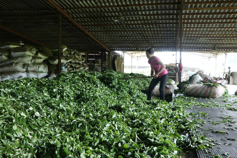 Chè Lai Châu được các Công ty thu mua với giá từ 5-10.000 đồng/kg. Ảnh: Việt Hoàng - TTXVN