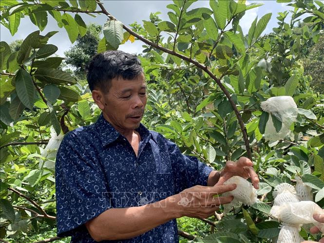 Mô hình vườn đa cây kết hợp kinh doanh dịch vụ du lịch của gia đình ông Đặng Thanh Vân (tổ dân phố 3, thị trấn Phú Hòa, huyện Chư Păh). Ảnh: Quang Thái - TTXVN