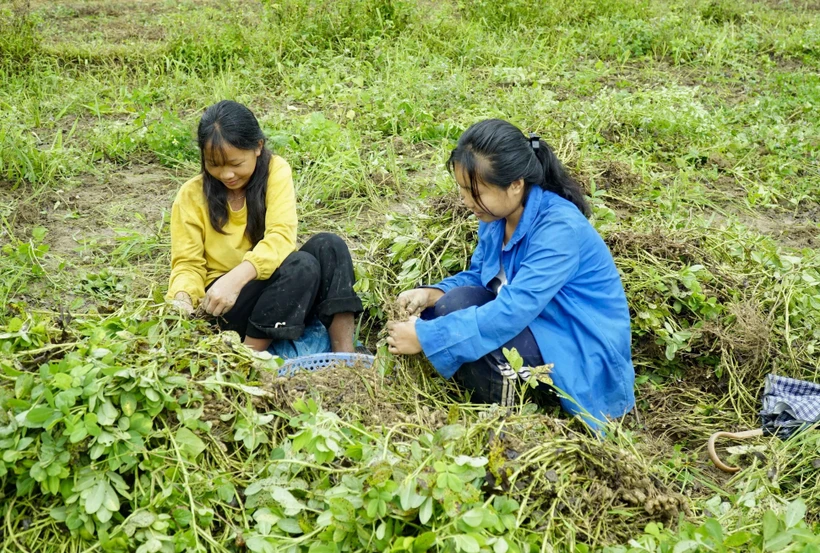 Người dân bản Sư Lư, xã Na Son thu hoạch củ lạc. Ảnh: Xuân Tư – TTXVN