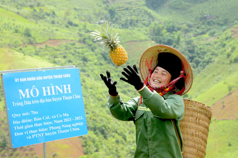Niềm vui của nông dân khi được mùa dứa. Ảnh: Quang Quyết-TTXVN