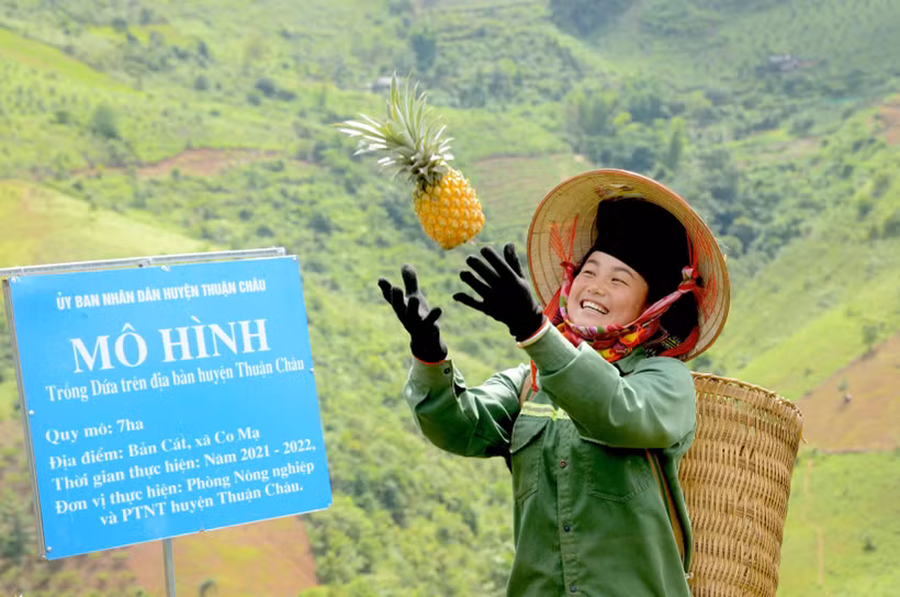 Niềm vui của nông dân khi được mùa dứa. Ảnh: Quang Quyết-TTXVN