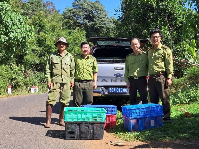 Lực lượng cứu hộ động vật thả thú hoang về Vườn Quốc gia Bù Gia Mập. Ảnh: TTXVN phát