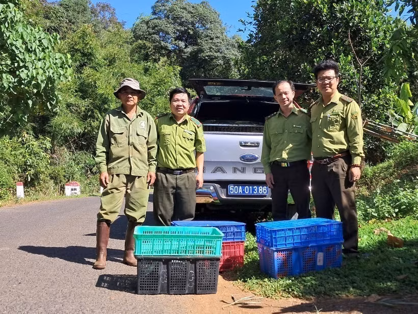Lực lượng cứu hộ động vật thả thú hoang về Vườn Quốc gia Bù Gia Mập. Ảnh: TTXVN phát