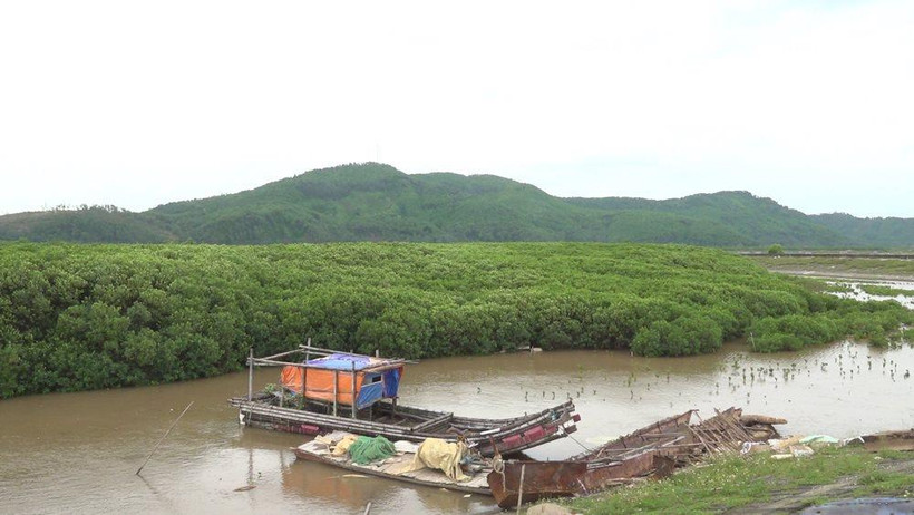 Rừng ngập mặn là sinh kế của nhiều người dân ở các xã ven biển huyện Nga Sơn, tỉnh Thanh Hóa. Ảnh: baotainguyenmoitruong.vn