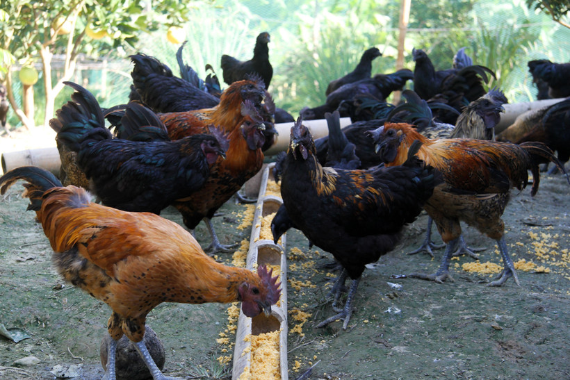 Giống H’Mông được nuôi tại thành phố Hà Giang. Ảnh: Nam Thái – TTXVN