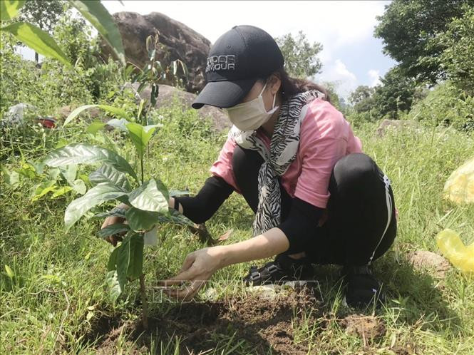 Đắk Lắk chuyển gần 7.900 ha đất lúa kém hiệu quả sang cây trồng năng suất cao