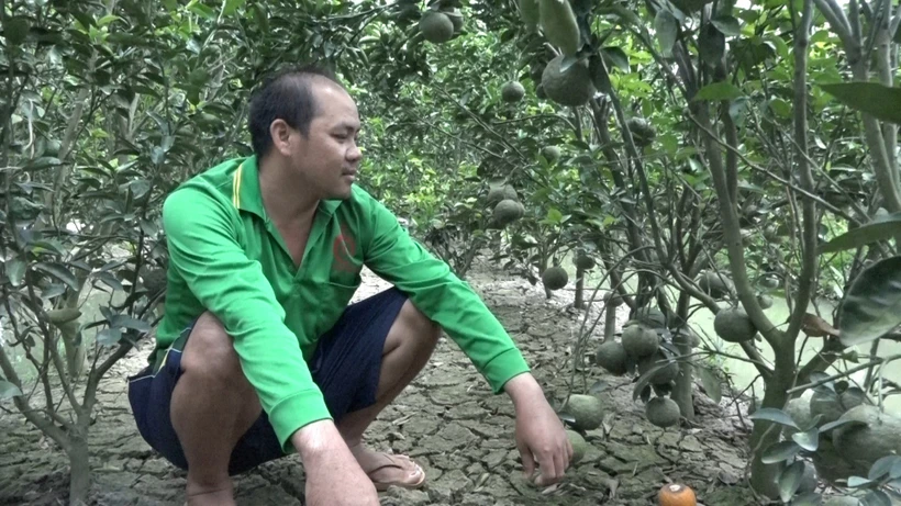 Trà Vinh dự kiến tăng 53.000 ha cây màu, cây hàng năm