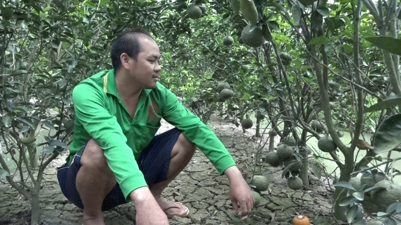 Trà Vinh dự kiến tăng 53.000 ha cây màu, cây hàng năm