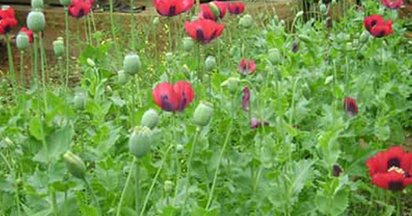 Hà Nội: Phát hiện một hộ dân trồng cây anh túc trong vườn nhà