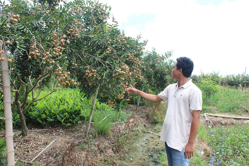 Bến Tre công bố nhãn hiệu tập thể đối với nhãn Long Hòa, nhãn xuồng cơm vàng Tam Hiệp và tôm sinh thái Thạnh Phước
