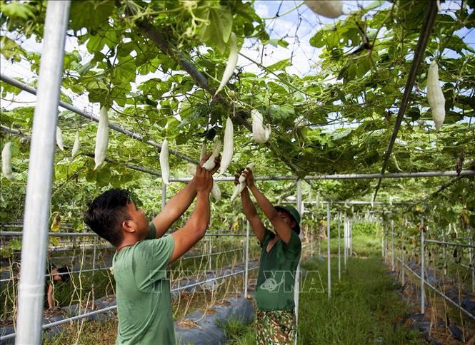 Chiến sỹ Trung đoàn 152 thu hoạch mướp tại Khu tăng gia tập trung. Ảnh: Hồng Đạt - TTXVN 
