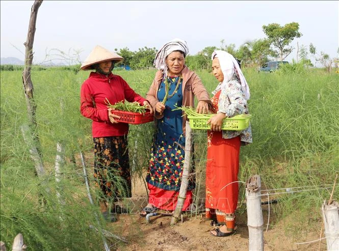Bà Châu Thị Xéo (giữa) tích cực vận động đồng bào Chăm ở xã Phước Hải, huyện Ninh Phước trồng cây măng tây xanh, đem lại hiệu quả kinh tế cao. Ảnh: Nguyễn Thành – TTXVN