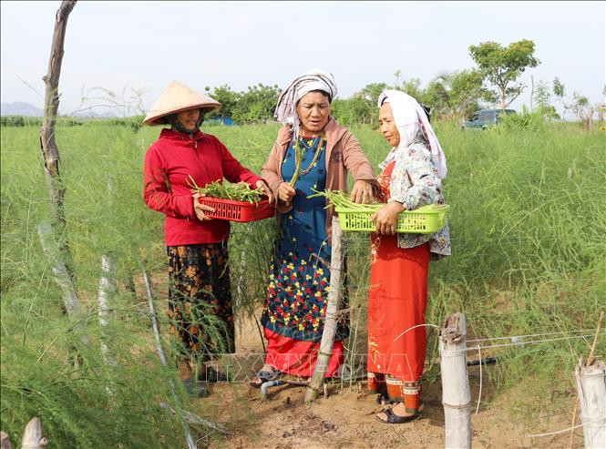 Bà Châu Thị Xéo (giữa) tích cực vận động đồng bào Chăm ở xã Phước Hải, huyện Ninh Phước trồng cây măng tây xanh, đem lại hiệu quả kinh tế cao. Ảnh: Nguyễn Thành – TTXVN
