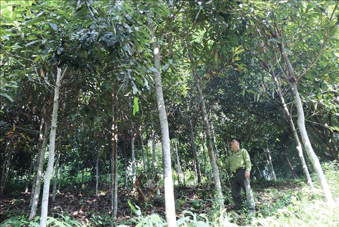 Định Hóa nâng cao chất lượng rừng