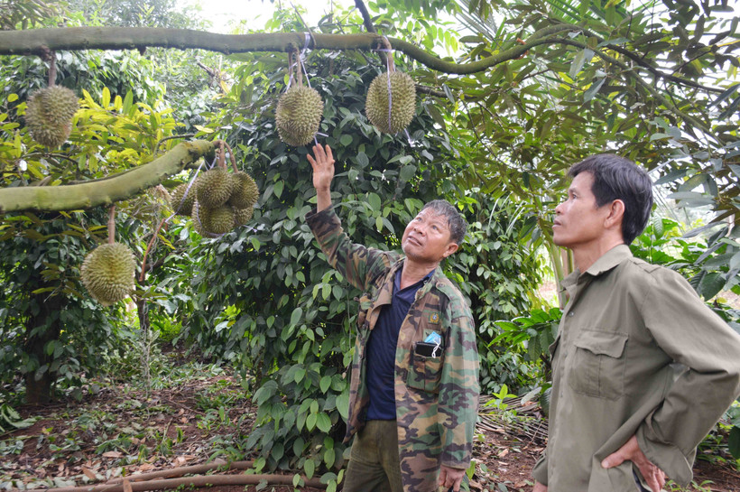 Hợp tác xã nông nghiệp Buôn Hồ, tỉnh Đắk Lắk đánh giá vườn cây và đánh giá tỷ lệ trái sầu riêng đủ tuổi để quyết định thời điểm thu hoạch. Ảnh: Hoài Thu – TTXVN
