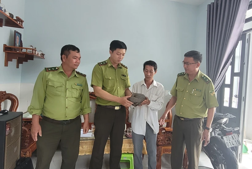Anh Lê Nhật Hoàng bàn giao cá thể tê tê cho Hạt kiểm lâm Châu Đức - Bà Rịa. Ảnh: Hoàng Nhị - TTXVN