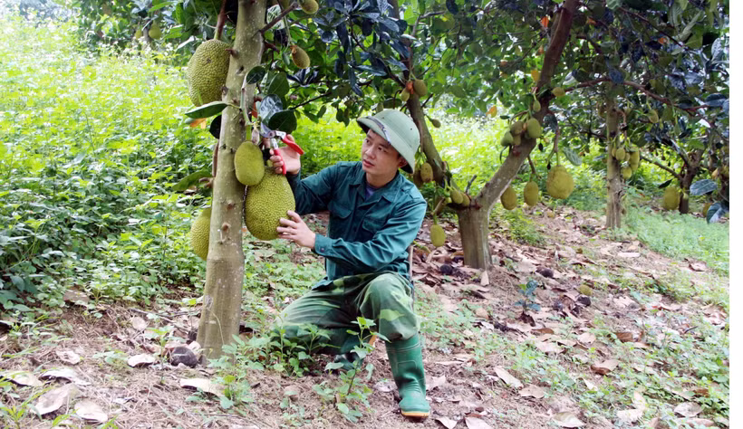 Mô hình chuyển đổi trồng mít Thái thay cây cam sành của gia đình anh Nông Quốc Doanh tại thôn Mường, xã Phù Lưu (Hàm Yên, Tuyên Quang) cho thu nhập 300 triệu đồng/năm. Ảnh: Quang Cường – TTXVN