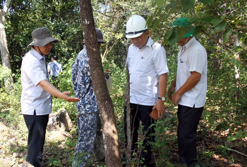 Lãnh đạo UBND tỉnh Ninh Thuận cùng các đơn vị liên quan kiểm tra cây rừng bị các đối tượng khoan thân và bơm hóa chất vào. Ảnh: Công Thử - TTXVN