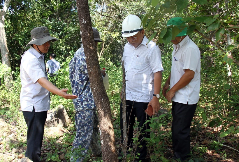Lãnh đạo UBND tỉnh Ninh Thuận cùng các đơn vị liên quan kiểm tra cây rừng bị các đối tượng khoan thân và bơm hóa chất vào. Ảnh: Công Thử - TTXVN
