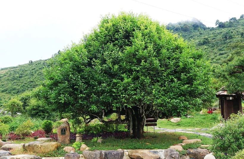Huyền tích những cây chè cổ thụ trên đỉnh Suối Giàng