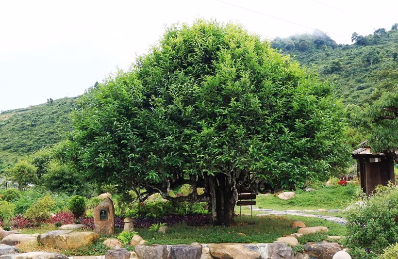 Huyền tích những cây chè cổ thụ trên đỉnh Suối Giàng