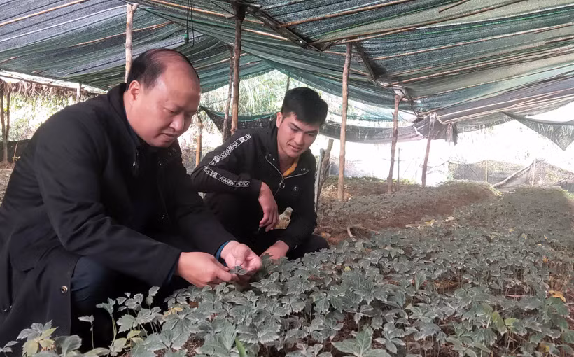 Hướng mới phát triển kinh tế cho đồng bào vùng cao Nguyên Bình