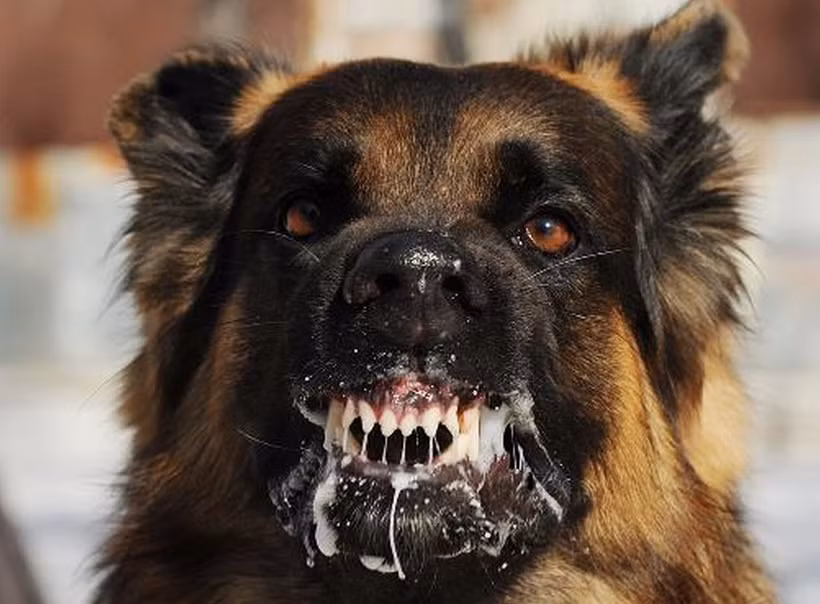 Cảnh báo tình trạng bệnh dại trên chó, mèo gây nguy hiểm cho người dân