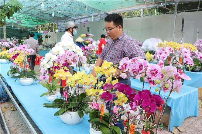 Đắt hàng hoa lan và hoa vạn thọ Pháp vào dịp cận Tết