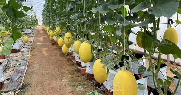 Trồng dưa lưới thu lãi tiền tỷ ở Hưng Yên