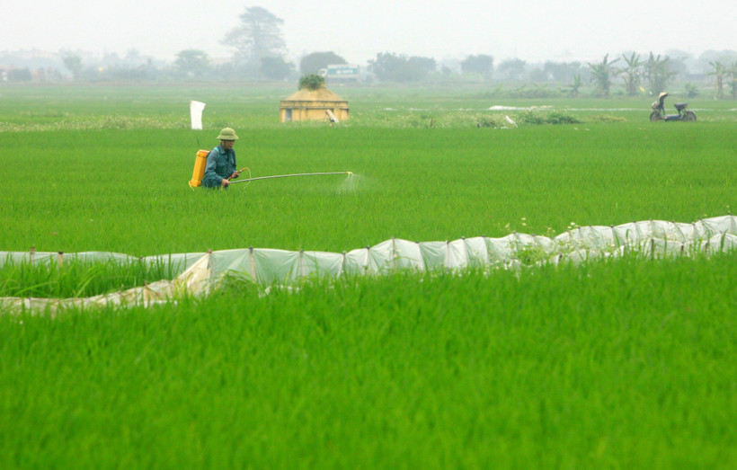 Nông dân huyện Vũ Thư (tinh Thái Bình) phun thuốc phòng trừ sâu bệnh trên lúa. Ảnh: Thế Duyệt - TTXVN