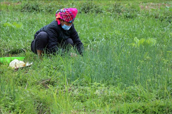 Người lao động phải trở về nhà tranh thủ sản xuất hoa màu vụ đông. Ảnh: Hữu Quyết – TTXVN