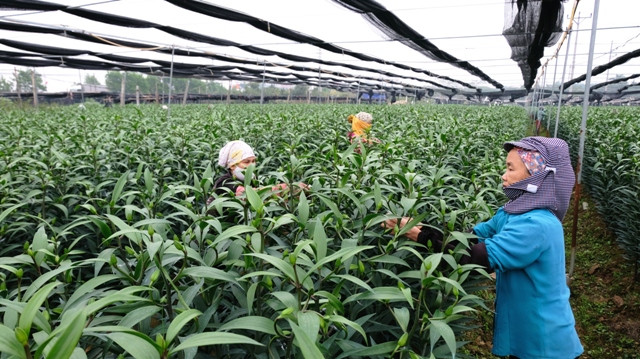 Hà Nội có 12/18 huyện, thị xã được công nhận đạt chuẩn nông thôn mới