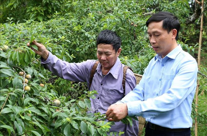 Người trồng mận Bắc Hà "buồn lòng" vì khô hạn kéo dài