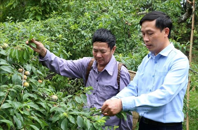 Người trồng mận Bắc Hà "buồn lòng" vì khô hạn kéo dài