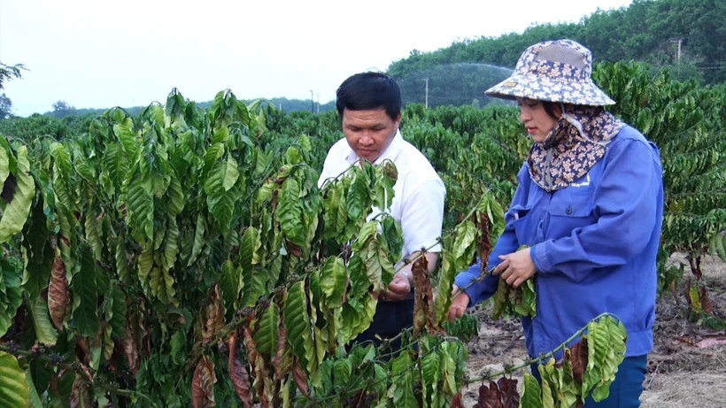 Nhiều cây cà phê tái canh của gia đình chị Nguyễn Thị Hồng (thôn 2, xã Hà Mòn, huyện Đăk Hà, tỉnh Kon Tum) bị cháy lá, khô quả do thiếu nước tưới. Ảnh: Khoa Chương - TTXVN