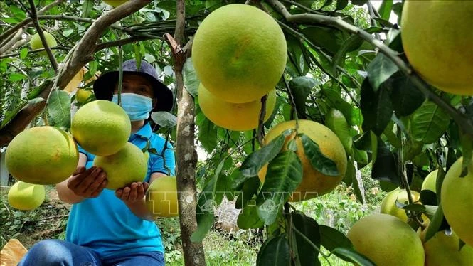 Giúp nông dân tiêu thụ bưởi Phúc Trạch