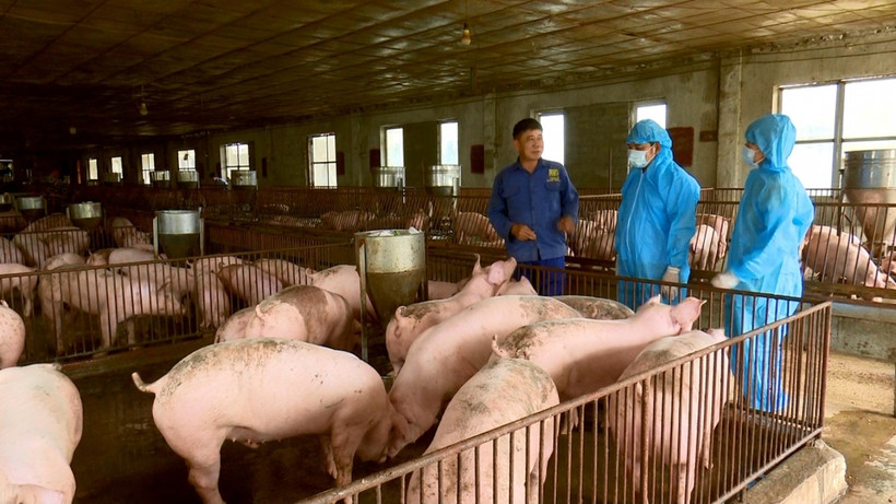 Gia đình ông Nguyễn Ngọc Hùng ở phường Lương Sơn, thành phố Sông Công (tỉnh Thái Nguyên) là một trong những hộ được lựa chọn thí điểm dự án "Tăng cường an toàn sinh học trại chăn nuôi lợn để giảm nguy cơ dịch bệnh và sử dụng kháng sinh” năm 2023 tại Thái 