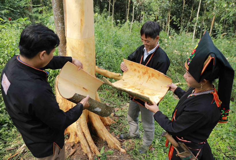 Phát triển bền vững ngành quế Việt Nam
