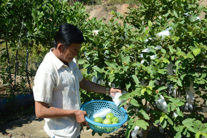 Cựu chiến binh Công Văn Củ thu hoạch ổi. Ảnh: Đinh Hương - TTXVN