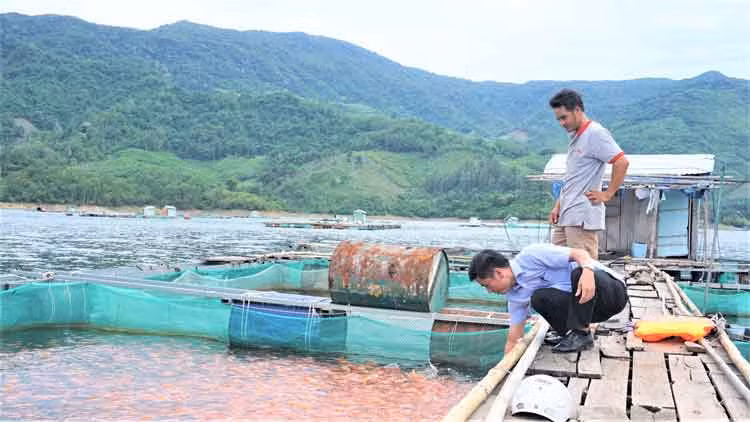 Mô hình nuôi cá lồng bè trên lòng hồ Định Bình, xã Vĩnh Hảo, huyện Vĩnh Thạnh, tỉnh Bình Định. Ảnh: thuysanvietnam.com.vn