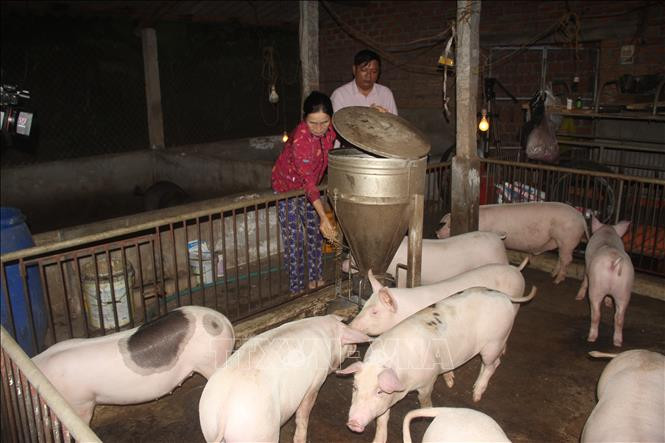 Chị Nguyễn Thị Tâm (huyện Hoài Ân) đã tái đàn từ nguồn vốn vay không lãi suất của UBND tỉnh Bình Định. Ảnh: Tường Quân - TTXVN