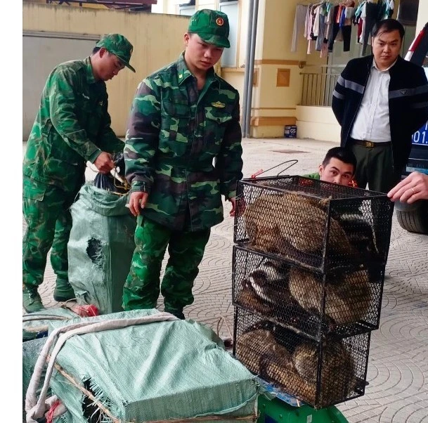 Cán bộ, chiến sỹ Đồn Biên phòng Tổng Cọt đang kiểm đếm số cầy vòi vừa được bắt giữ. Ảnh: TTXVN phát