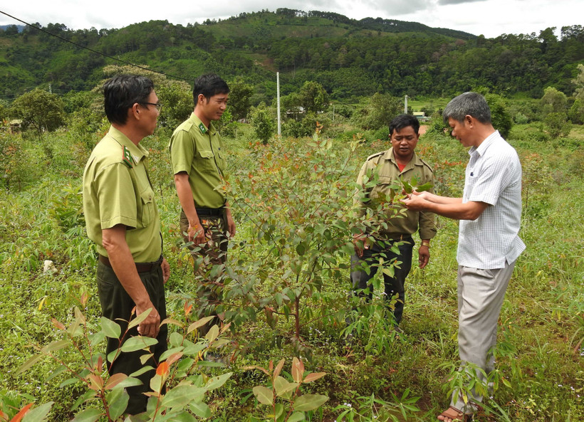 Kon Tum hướng tới quản lý, bảo vệ và phát triển rừng bền vững