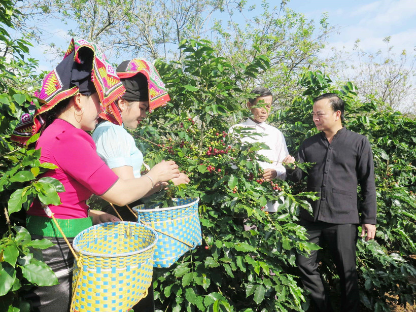 Nâng tầm thương hiệu cà phê Sơn La