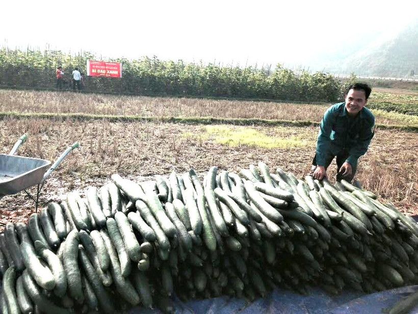 Quả bí đao xanh ở xã Văn Lang được trồng theo tiêu chuẩVietGap.Nguồn:baodantoc.vn