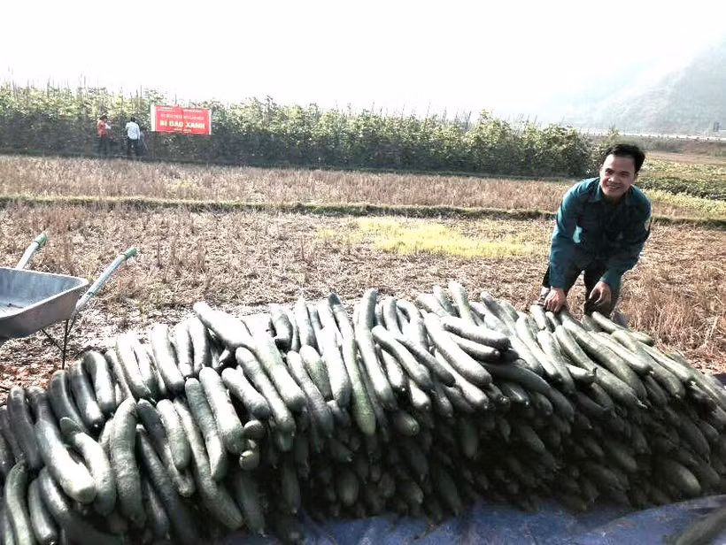 Quả bí đao xanh ở xã Văn Lang được trồng theo tiêu chuẩVietGap.Nguồn:baodantoc.vn