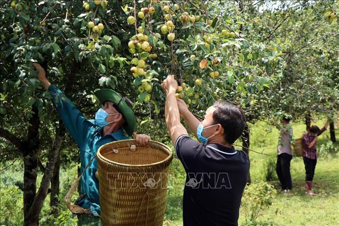 Lào Cai: Thuần hóa củ, quả rừng thành sản phẩm OCOP