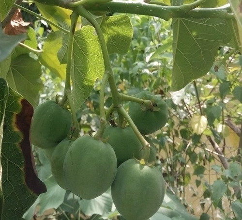 Quả cây vông ăn có vị bùi như hạt mít nhưng nếu ăn vào sẽ bị ngộ độc. Ảnh: suckhoedoisong.vn