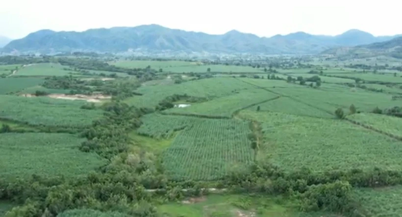 Vùng chảo lửa huyện Krông Pa (Gia Lai) phát triển vùng chuyên canh mía. Ảnh: Hồng Điệp - TTXVN